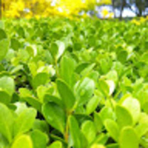 Meet your Posher, Yustinah